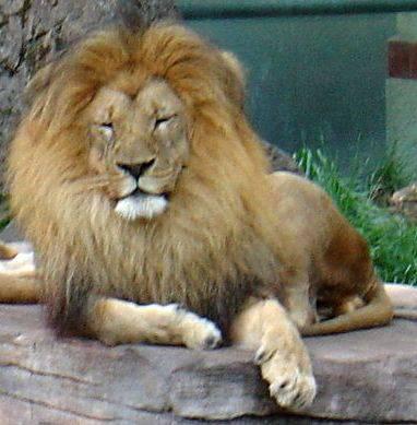lion du sénégal